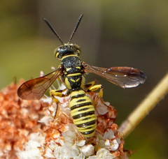 Eucerceris provancheri