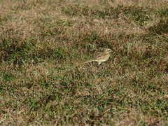 Anthus australis