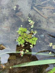 Salvinia natans