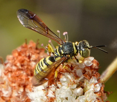 Eucerceris provancheri