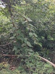 Actinidia