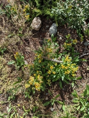 Solidago multiradiata