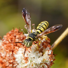 Eucerceris provancheri