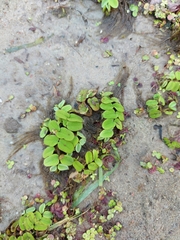 Salvinia natans