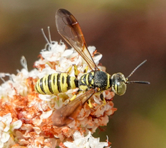 Eucerceris provancheri