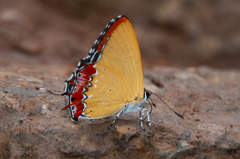 Heliophorus