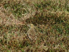 Anthus australis