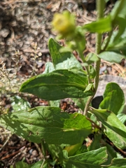 Solidago multiradiata