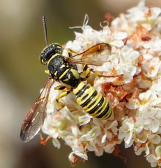 Eucerceris provancheri