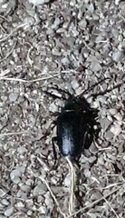 Prionus coriarius