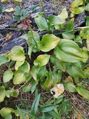 Maianthemum dilatatum