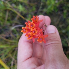 Asclepias lanceolata