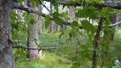 Clematis alpina