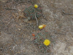 Hamatocactus hamatacanthus