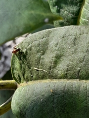 Synemosyna formica