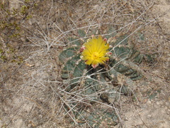 Hamatocactus hamatacanthus