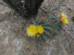 Hamatocactus hamatacanthus