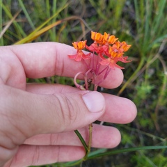 Asclepias lanceolata
