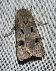 Agrotis exclamationis