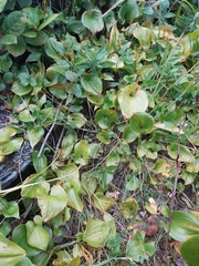 Maianthemum dilatatum