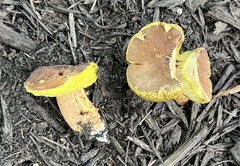 Hemileccinum rubropunctum