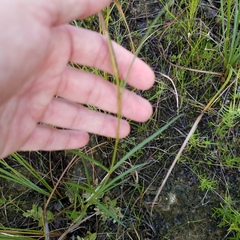 Asclepias lanceolata