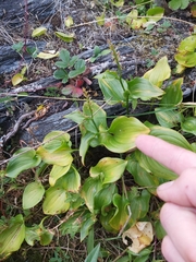 Maianthemum dilatatum