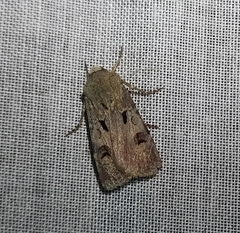 Agrotis exclamationis