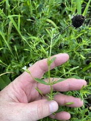 Mecardonia acuminata