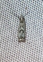 Microcrambus kimballi