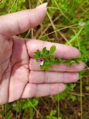 Kummerowia stipulacea