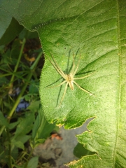 Pisaurina mira