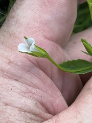 Mecardonia acuminata