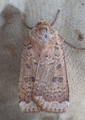 Abagrotis alternata