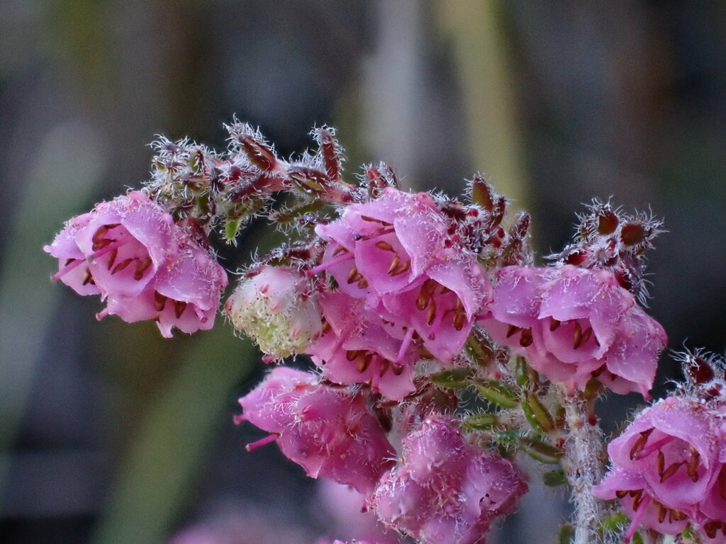 Erica outeniquae