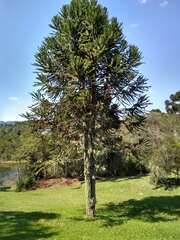Araucaria angustifolia