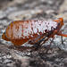 Aphaena submaculata - Photo (c) Robin NOEL, algunos derechos reservados (CC BY-NC-SA), subido por Robin NOEL