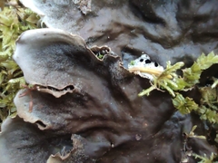 Peltigera praetextata