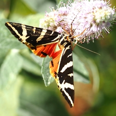 Euplagia quadripunctaria