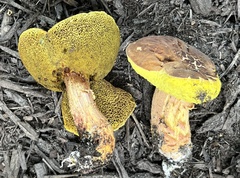 Hemileccinum rubropunctum