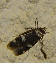 Oegoconia novimundi