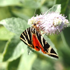 Euplagia quadripunctaria