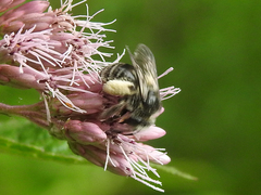 Eumelissodes