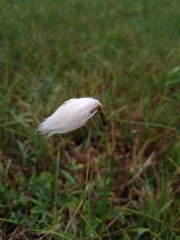 Eriophorum angustifolium
