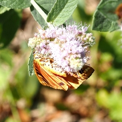 Euplagia quadripunctaria