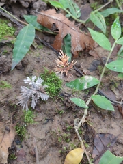 Thelephora penicillata
