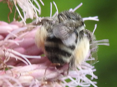 Eumelissodes