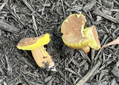 Hemileccinum rubropunctum