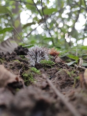 Thelephora penicillata