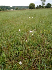 Eriophorum angustifolium